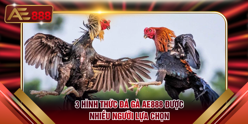 3 hình thức đá gà AE888 được nhiều người lựa chọn